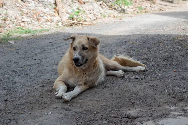 Açık havada Çamur Yolunda Rahatlayan Karışık Köpeğin Portresi