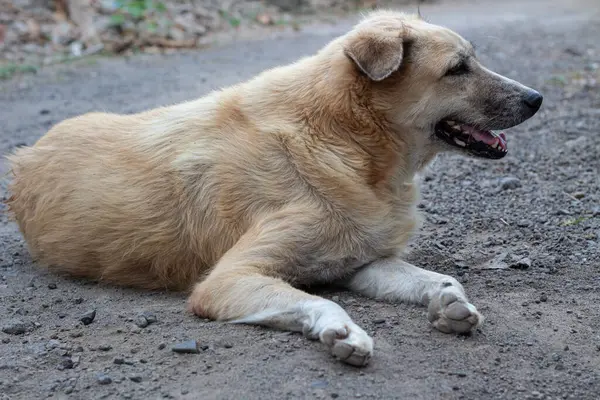 Serseri Köpek Portresi- Rahatlamış Altın Köpek Görünümü
