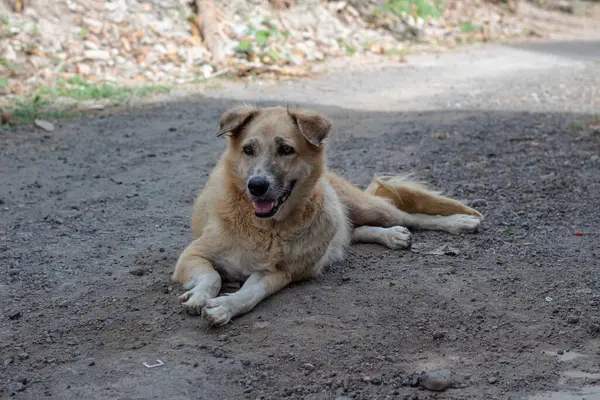 Açık havada Çamur Yolunda Rahatlayan Karışık Köpeğin Portresi