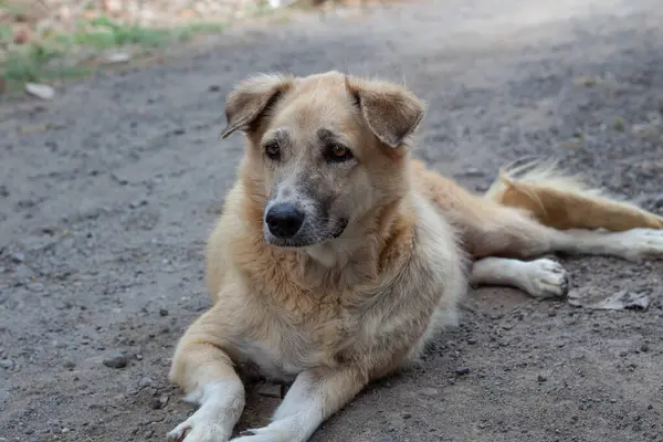 Açık havada Çamur Yolunda Rahatlayan Karışık Köpeğin Portresi