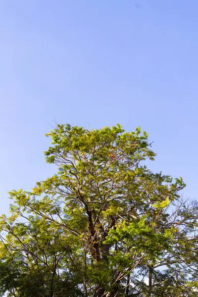 Açık Mavi Gökyüzü Örtüsü - Parlak Ufuğa Karşı Yeşil Ağaç Dalları