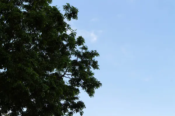 Açık Mavi Gökyüzü Örtüsü - Parlak Ufuğa Karşı Yeşil Ağaç Dalları