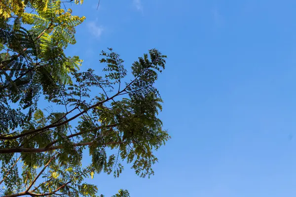 Açık Mavi Gökyüzü Örtüsü - Parlak Ufuğa Karşı Yeşil Ağaç Dalları