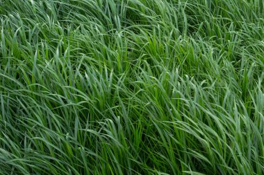 Yeşilli Yeşil Çimen Doku Arka Gruplandırması