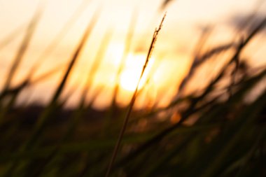 Silinmiş Yapraklar Arasında Bulanık Gün Batımı