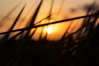 Silinmiş Yapraklar Arasında Bulanık Gün Batımı
