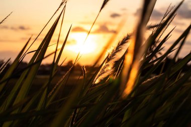 Sunset Glo ile Arka Işıklı Çimen