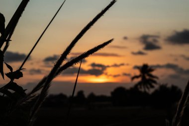 Vahşi Vegetatio 'da dramatik Alacakaranlık Gökyüzü