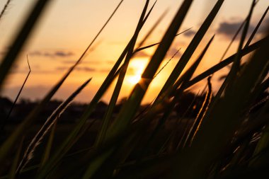 Sunset Glo ile Arka Işıklı Çimen