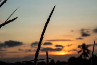 Vahşi Vegetatio 'da dramatik Alacakaranlık Gökyüzü