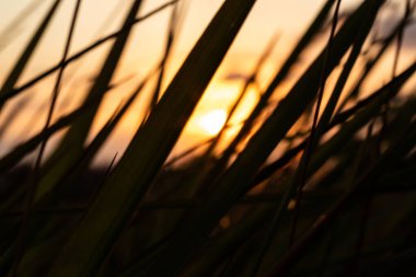 Altın Gün Batımı Koyu Foliag 'dan Bakıyor