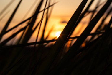 Altın Gün Batımı Koyu Foliag 'dan Bakıyor