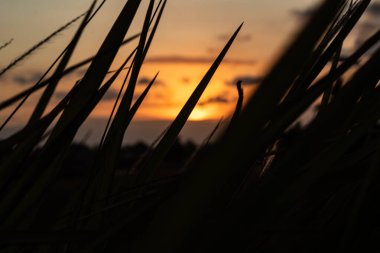 Altın Gün Batımı Koyu Foliag 'dan Bakıyor