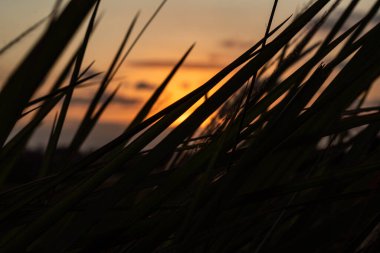 Altın Gün Batımı Koyu Foliag 'dan Bakıyor
