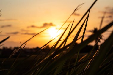 Sunset Glo ile Arka Işıklı Çimen