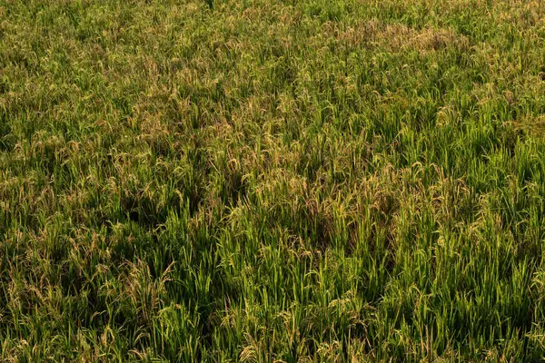 Altın Yeşil pirinç çeltik tarlası dokusu
