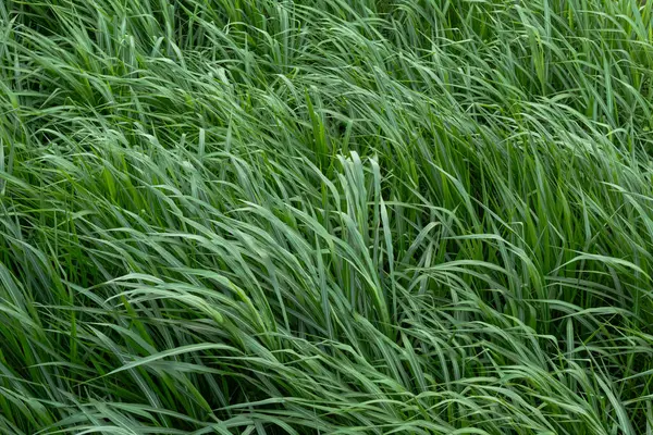Yeşilli Yeşil Çimen Doku Arka Gruplandırması