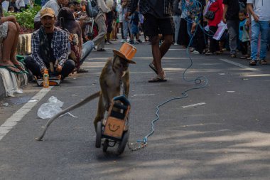 Kentsel Ayarlarda Yöneticisi ile Eğitilmiş Macaque