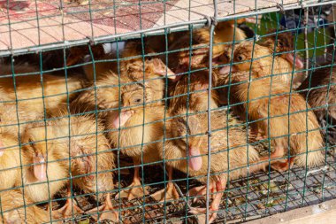 Yerel bir markette, tel kafeste şirin ördekler.