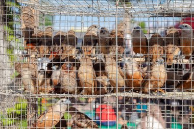 Yerel Markette Kalabalık İspinozlar veya Kablo Kafesinde Serçeler