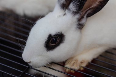 Satılık Siyah İşaretli Beyaz Tavşan