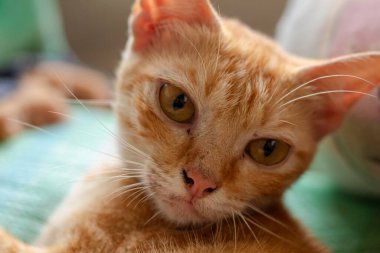 Evcil Turuncu Tekir Kedi 'nin İfade Eden Portresi