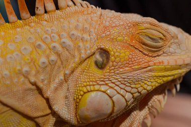 Uyuyan Portakal Iguana 'nın Kafasını kapat