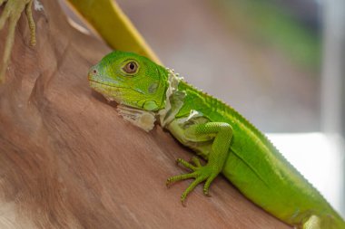 Yeşil iguana Tahta bir dalda deri değiştiriyor.