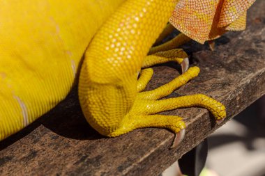 Sarı İguana 'nın Ayak ve Pençelerini Kapat