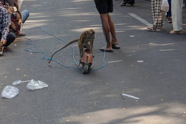 Kentsel Ayarlarda Yöneticisi ile Eğitilmiş Macaque