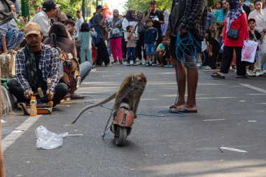 Kentsel Ayarlarda Yöneticisi ile Eğitilmiş Macaque
