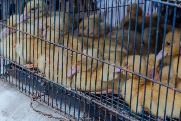 Yerel bir markette, tel kafeste şirin ördekler.