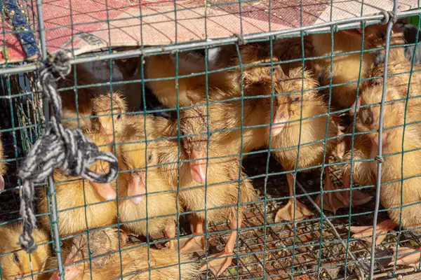 Yerel bir markette, tel kafeste şirin ördekler.