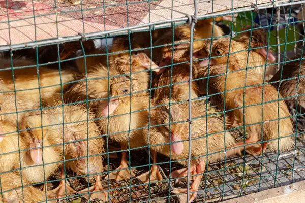 Yerel bir markette, tel kafeste şirin ördekler.