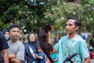 Bir adam Mataram, Lombok, Endonezya 'da küçük siyah bir misk böceği gösteriyor - 1 Eylül 2024