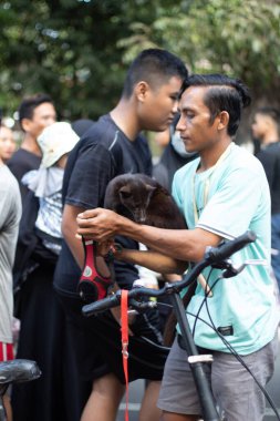 Bir adam Mataram, Lombok, Endonezya 'da küçük siyah bir misk böceği gösteriyor - 1 Eylül 2024