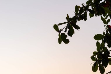 Siluetli ağaç dalları ve yeşil yapraklar yumuşak bir gökyüzü arka planına karşı