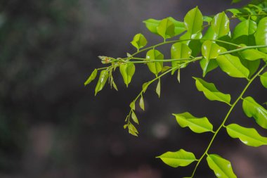 Canlı yeşil yapraklar, bir ağaç dalındaki güneş ışığıyla aydınlatılıyor.