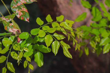 Canlı yeşil yapraklar, bir ağaç dalındaki güneş ışığıyla aydınlatılıyor.