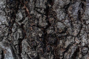 Kaba ve detaylı doğal ağaç kabuğu dokusunun yakın görüntüsü