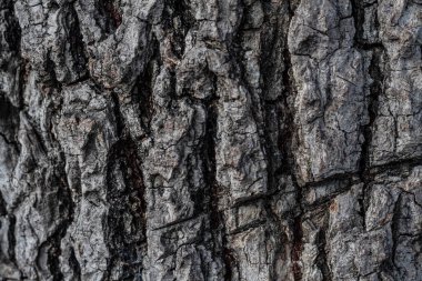 Kaba ve detaylı doğal ağaç kabuğu dokusunun yakın görüntüsü