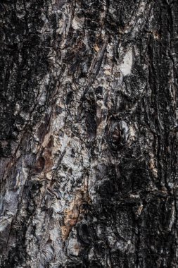 Kaba ve detaylı doğal ağaç kabuğu dokusunun yakın görüntüsü