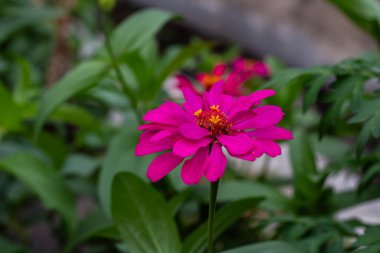 Yakın plan pembe zinnia çiçeği yeşil bir bahçede çiçek açıyor.