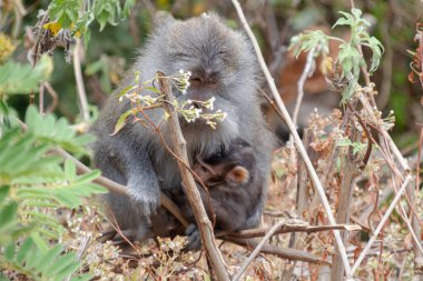 Anne Uzun Kuyruklu Macak ve Bebek Maymun Ormanda Sarılıyor