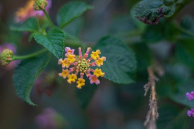 Bahçede açan renkli Lantana çiçeklerinin yakın görüntüsü