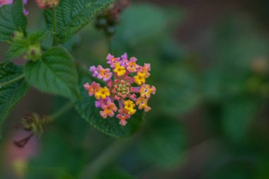 Bahçede açan renkli Lantana çiçeklerinin yakın görüntüsü