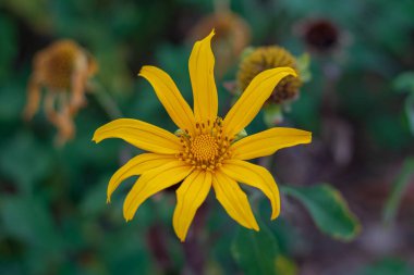 Karanlık bir bahçe ortamında açan parlak sarı çiçeğe yakın plan..