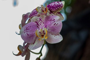 Güzel Beyaz ve Mor Benekli Orkide Çiçeği Doğal Açar