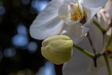 Beyaz bir orkide çiçeğinin ve gelişmekte olan tomurcuğunun yakın plan makro çekimi.