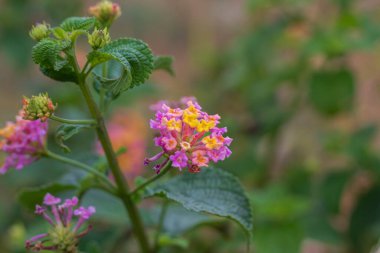 Bahçede açan renkli Lantana çiçeklerinin yakın görüntüsü